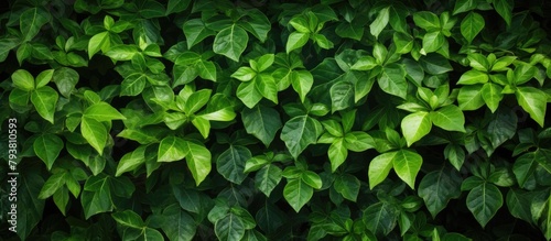 Green foliage close-up © Ilgun