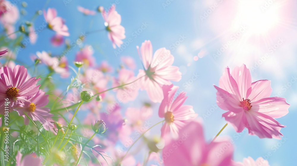 Closeup of pink Cosmos flower with blue sky under sunlight