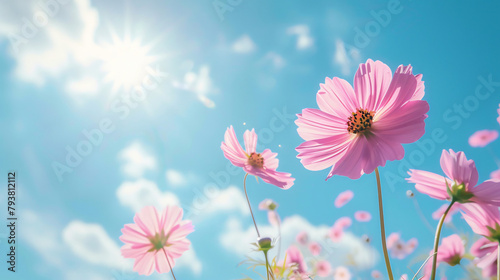 Closeup of pink Cosmos flower with sky under sunlight