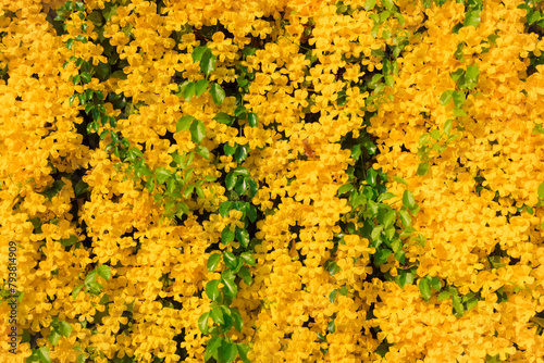 Beautiful yellow Dolichandra unguis-cati flowers (cats claw creeper or cat's claw trumpet), Yellow flowers in springtime photo
