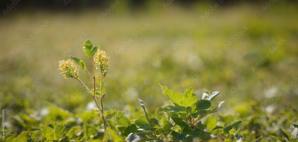 Amidst the beauty of the countryside, a young Withania plant can be seen growing in a field, exemplifying their dicotyledonous traits Amidst the beauty of the countryside, a young Withania plant can be seen growing in a field, exemplifying their dicotyledonous traits