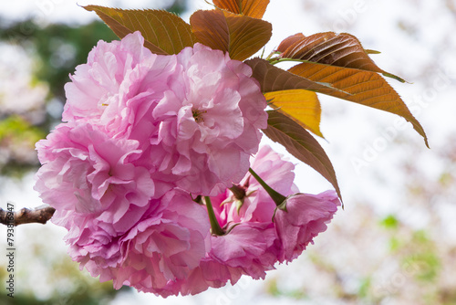 美しいピンクの八重桜