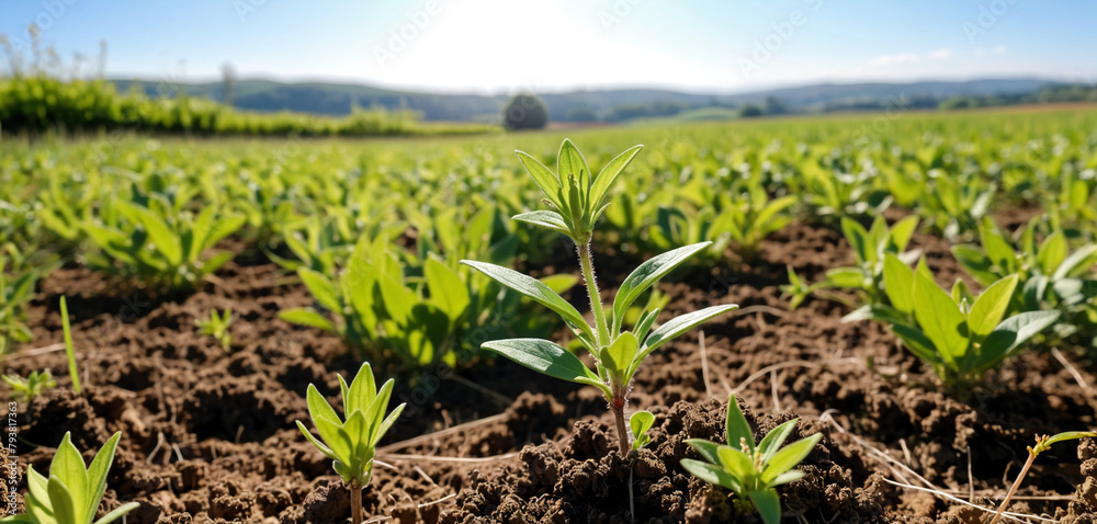 Amidst the beauty of the countryside, a young Withania plant can be seen growing in a field, exemplifying their dicotyledonous traits