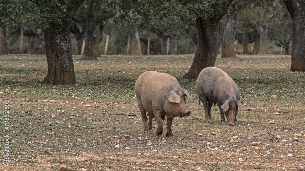 Pig cattle, Iberian pig in the pasture Pig cattle, Iberian pig in the pasture