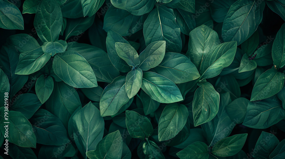 Closeup of top view of green leaves in dark tones 