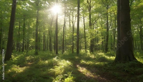 A sunlit clearing in a dense forest upscaled 2