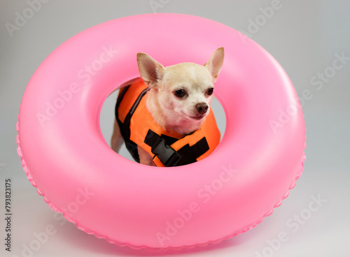 cute brown short hair chihuahua dog wearing  orange life jacket or life vest standing in pink  swimming ring, isolated on white background.
