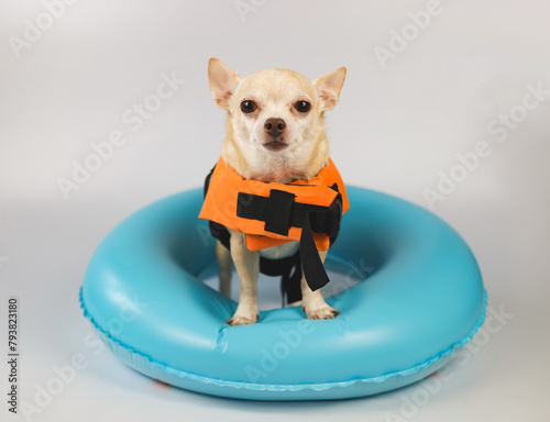 cute brown short hair chihuahua dog wearing orange life jacket or life vest standing in blue swimming ring, isolated on white background.