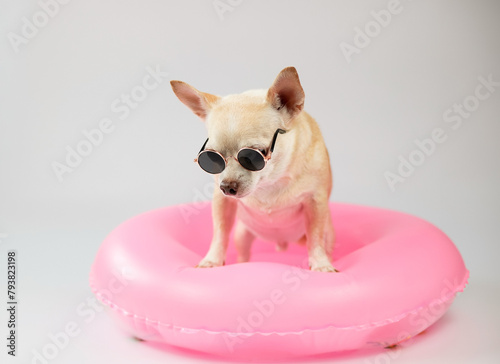 cute brown short hair chihuahua dog wearing sunglasses standing in pink  swimming ring, isolated on white background.