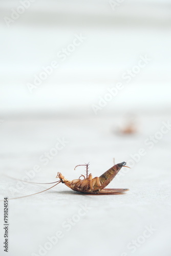Dead cockroach on the floor after being sprayed with pesticide