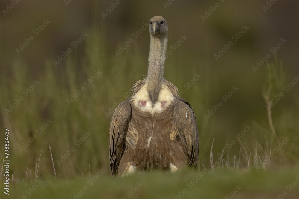 Obraz premium Griffon vulture looking straight ahead in a green environment