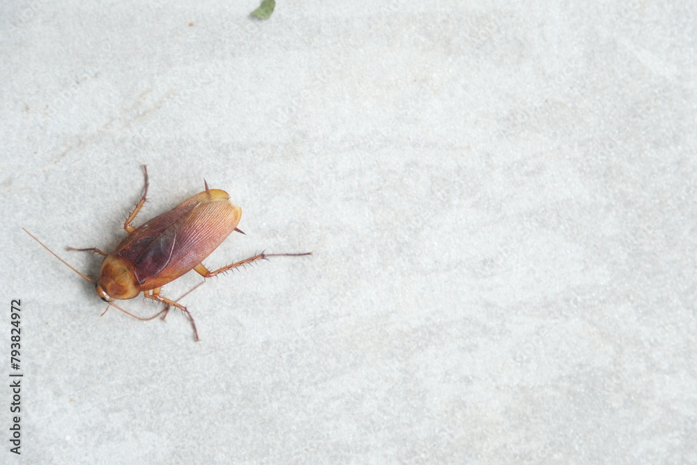 Dead cockroach on the floor after being sprayed with pesticide Dead cockroach on the floor after being sprayed with pesticide