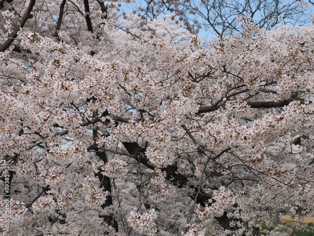 山形県　霞城公園の桜