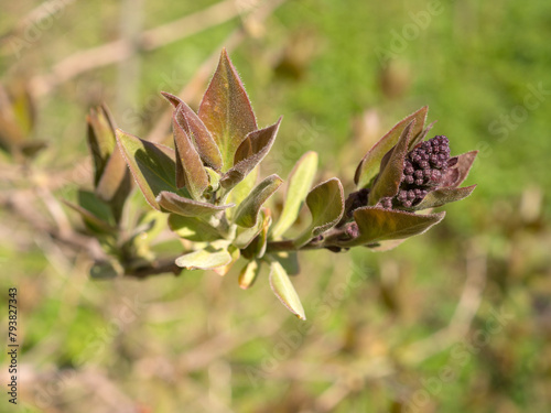 lilac branch in spring at the beginning of flowering