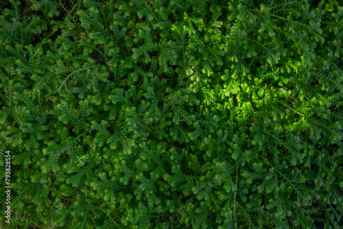 Green leaves background. Meadow spikemoss close-up. Selaginella apoda photo