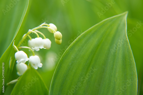 Lily of the valley or Convallaria flower closeup on blurred green background. Beautiful wide nature spring wallpaper. Banner with copy space for text. Side view.