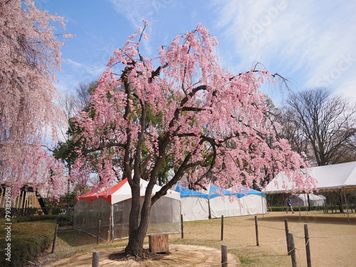 山形県　霞城公園の桜 photo