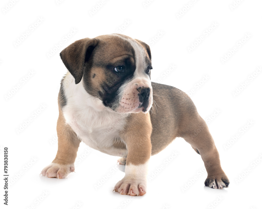 puppy american bully in studio