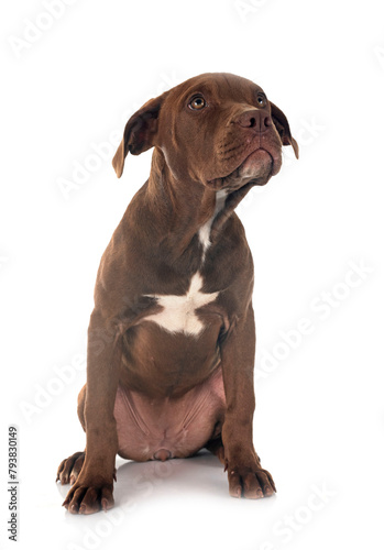 puppy american pitbull terrier
