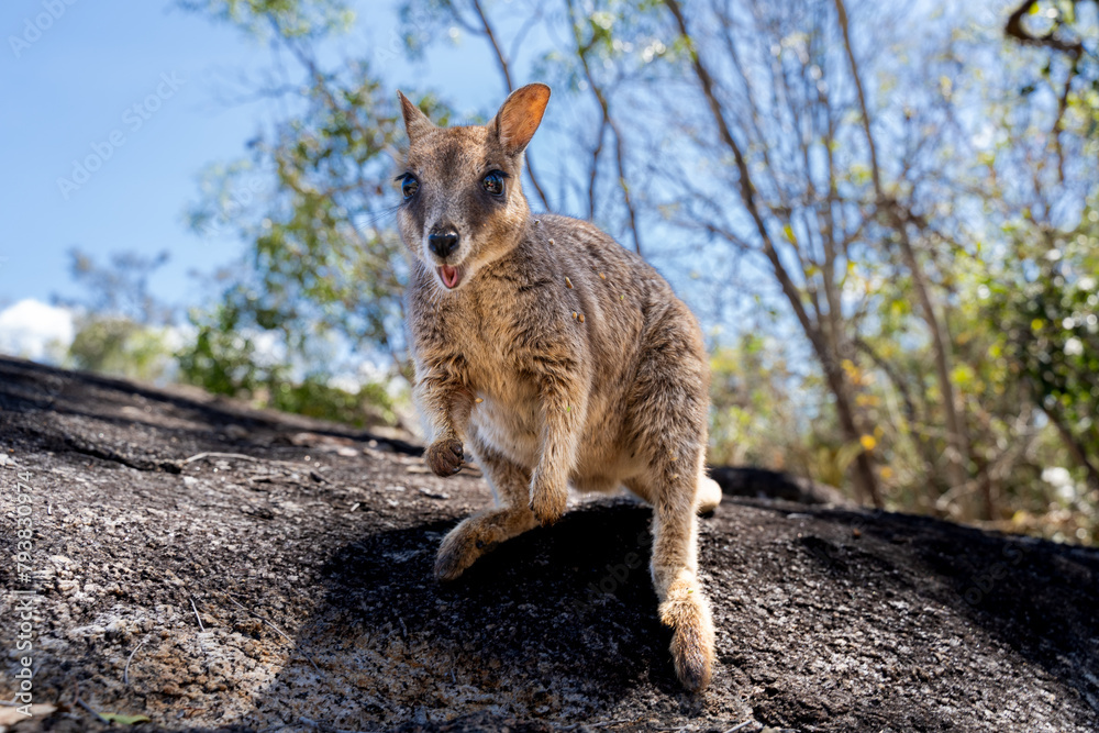 Rock Wallaby in Granite Gorge Nature Park, Queensland , Australia Rock Wallaby in Granite Gorge Nature Park, Queensland , Australia