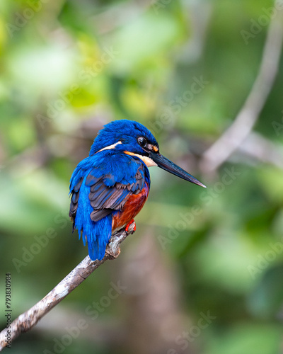 A stunning blue kingfisher with vivid plumage perched elegantly on a twig against a green background