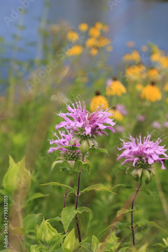 flowers in the field