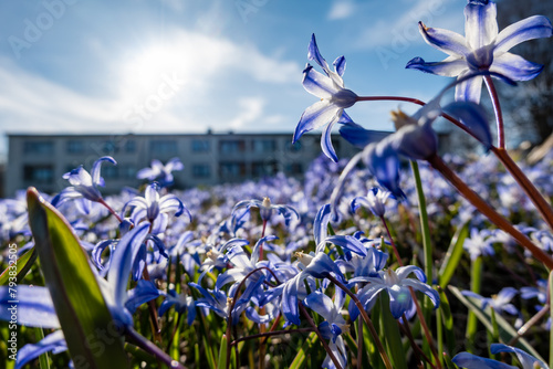 Stockholm, Sweden Purple spring flowers, Scilla forbesii, growing in a park in the Skarholmen ethnic residential district. photo