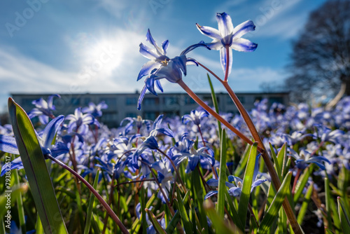 Stockholm, Sweden Purple spring flowers, Scilla forbesii, growing in a park in the Skarholmen ethnic residential district. photo