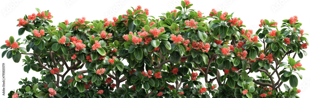 ink flower bush tree isolated tropical plant ink flower bush tree isolated tropical plant