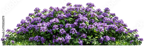 purple flower vine bush tree isolated tropical Colorful floral plant on white background 