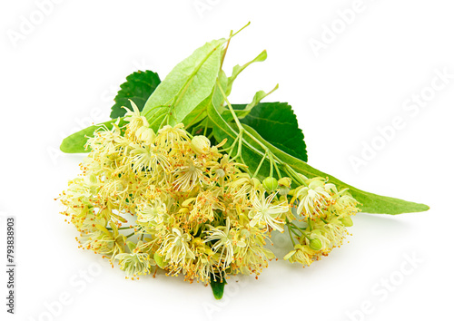 linden flowers and leaves isolated on white background