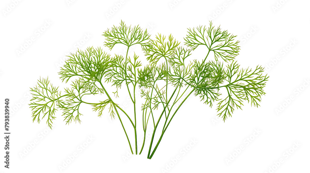 Fototapeta premium Green Dill Sprigs, Transparent Background