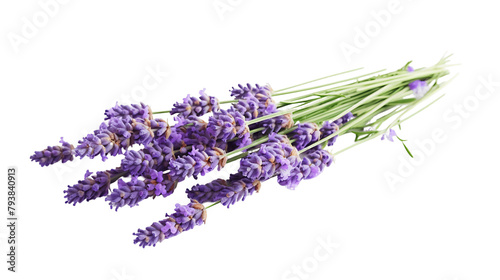  Lavender Sprigs, Transparent Background 