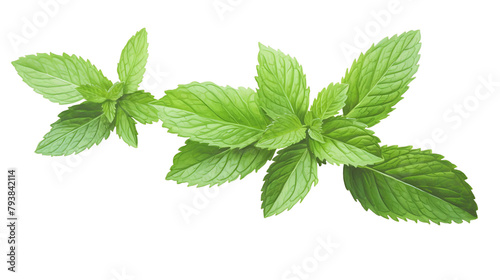 Fresh Peppermint Leaves Isolated, Transparent Background