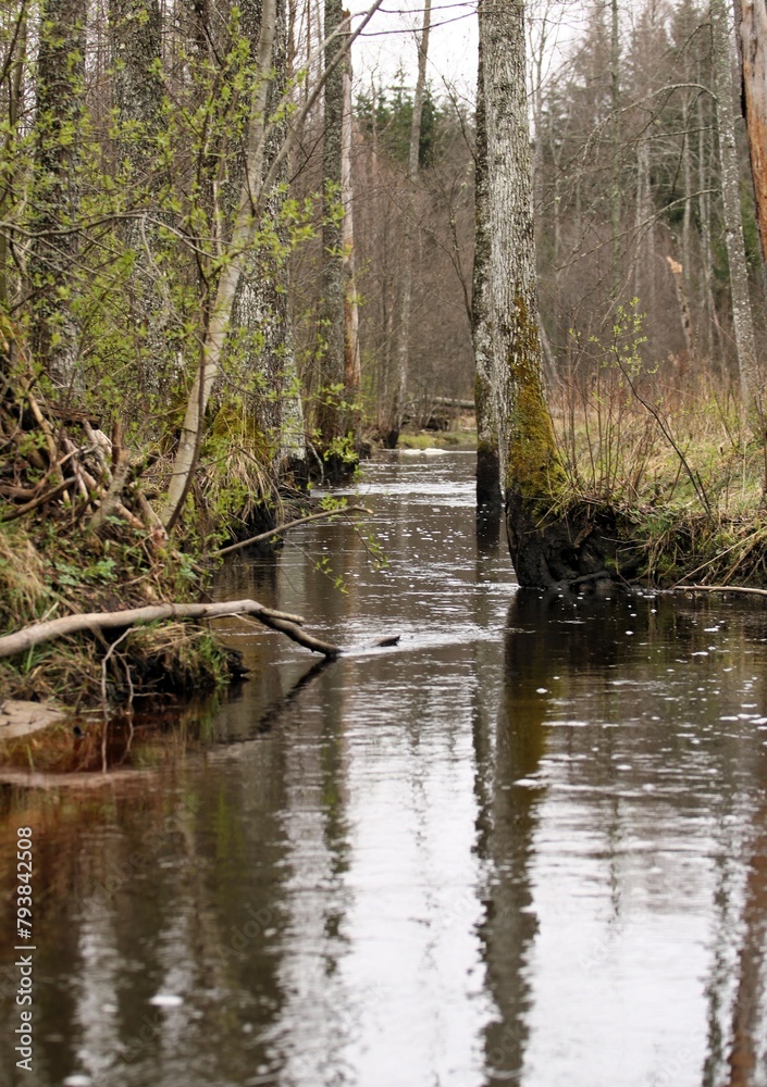 Obraz premium a narrow river in the forest between the trees of newly blooming trees in early spring