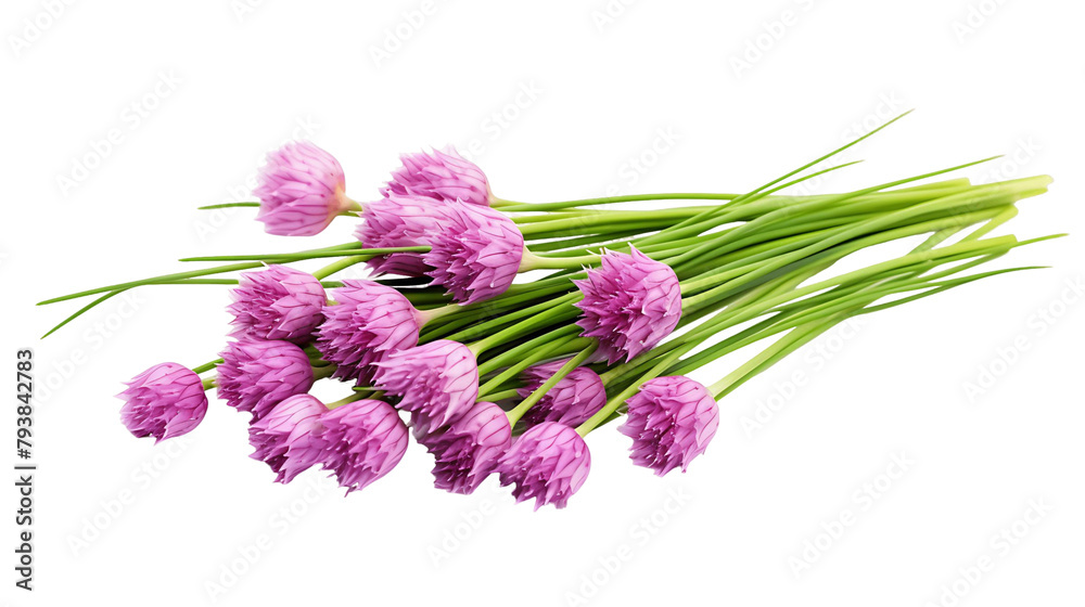 Vibrant Fresh Chives, Transparent Background
Vibrant Fresh Chives, Transparent Background