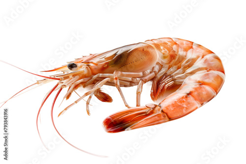 An image showcasing a fresh shrimp