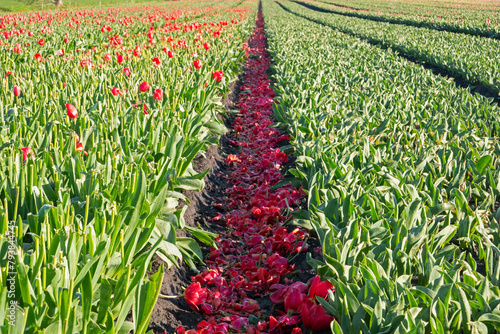 Cultivation of tulip bulbs, flower heads have been cut off