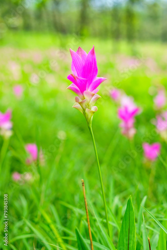 Pink Curcuma sessilis flowers at Asian tropical savanna forest. It is also known as Siamese Tulip in Thep Sathit district, Chaiyaphum province, Thailand.