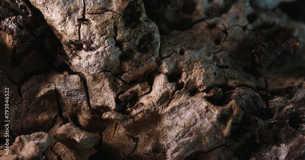 Varied Textures of a Weathered Tree Bark. Close-up, shallow dof. Varied Textures of a Weathered Tree Bark. Close-up, shallow dof.