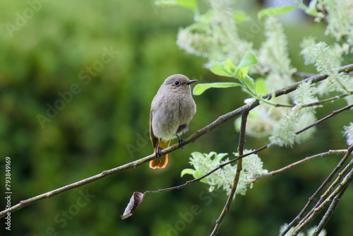 female black redstart perching on a tree branch close-up