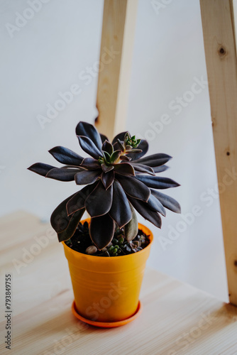 Succulent Flower Cactus purple plants leaves echeveria natural color. A houseplant in an orange pot. Close up of a succulent. Vertical photo.