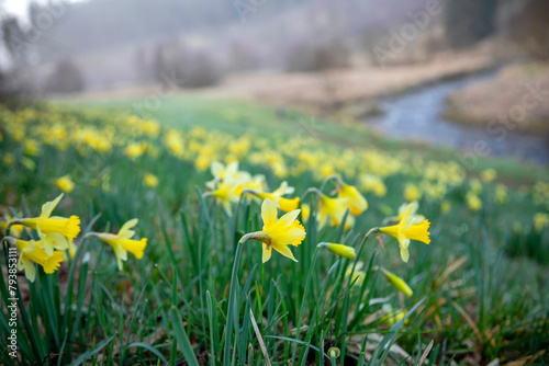 yellow daffodil flowers near river