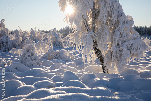 heavy frost on birch tree in winter