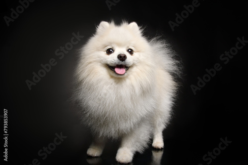 Funny Pomeranian Spitz standing on black background