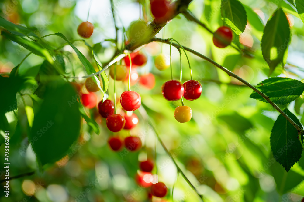 Ripening cherry fruits hanging on a cherry tree branch. Harvesting berries in cherry orchard on summer day. Ripening cherry fruits hanging on a cherry tree branch. Harvesting berries in cherry orchard on summer day.