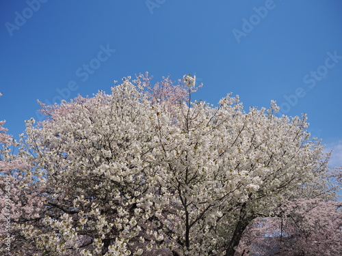 山形県　霞城公園の桜 photo