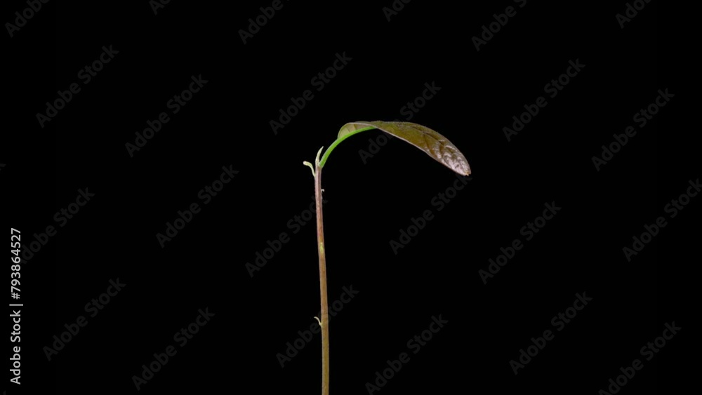 Beautiful Time Lapse of Growth Avocado Plant Against a Black Background. 4K. Beautiful Time Lapse of Growth Avocado Plant Against a Black Background. 4K.