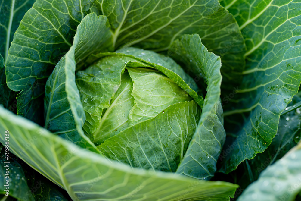 Fresh organic cabbage head growing in the garden. Growing own fruits and vegetables in a homestead. Fresh organic cabbage head growing in the garden. Growing own fruits and vegetables in a homestead.
