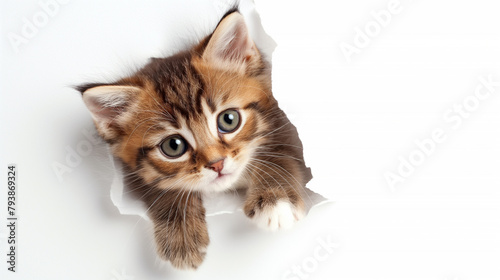 Cute kitten sticking its head out of the hole in white paper background